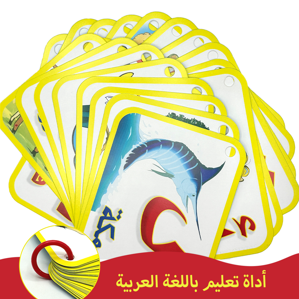 Children's Arabic alphabet fla - Flash Card Alphabet recension och pris